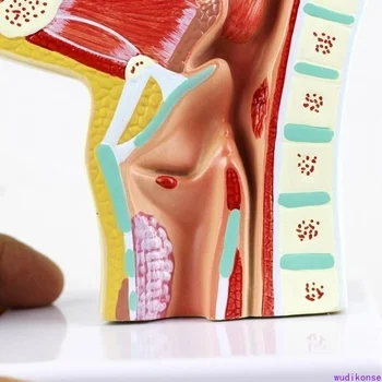 Anatomiczna Anatomia Jamy Nosowej Człowieka Anatomia Gardła Medyczny Model Patologii Dobry Trening Prezentacji Narzędzie  10