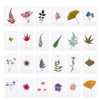 Wymieszać Prasowane Wypełniacze dla próbek roślin z Kwiatów Liści do Produkcji biżuterii z Żywicy Epoksydowej  10